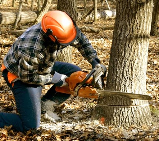 Tree Removal in Springtown, TX